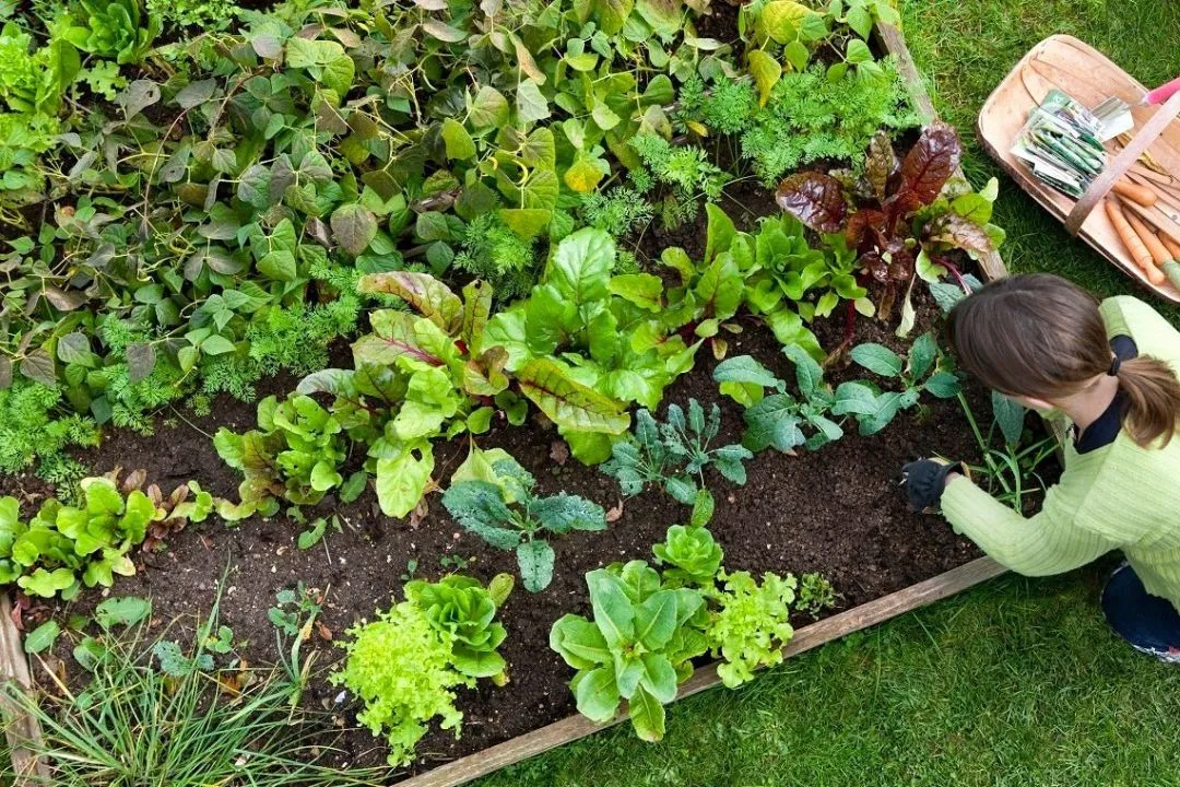 Rotate Your Crops for Organic Garden