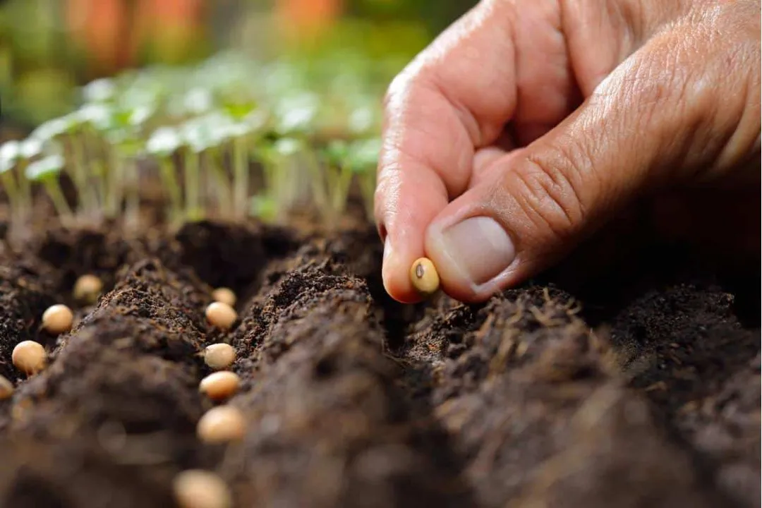 Sowing Seeds Too Deep