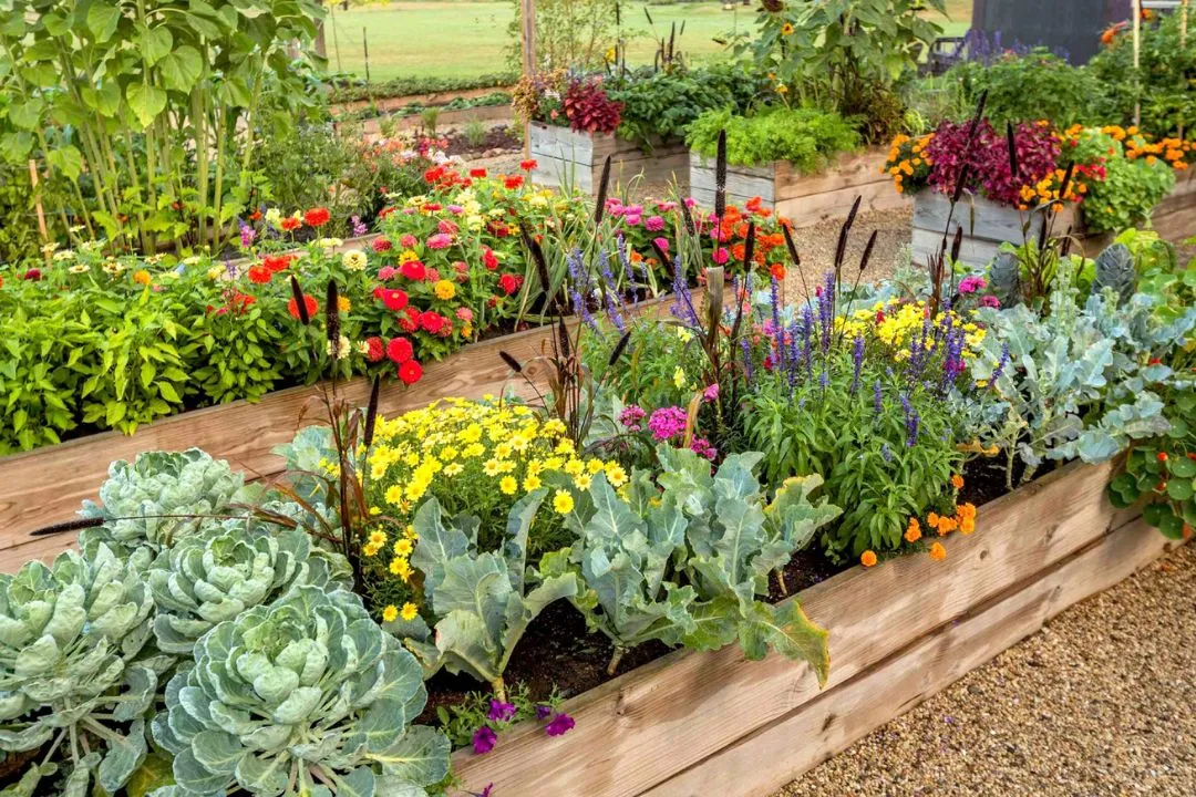 Start with Raised Beds for Organic Garden
