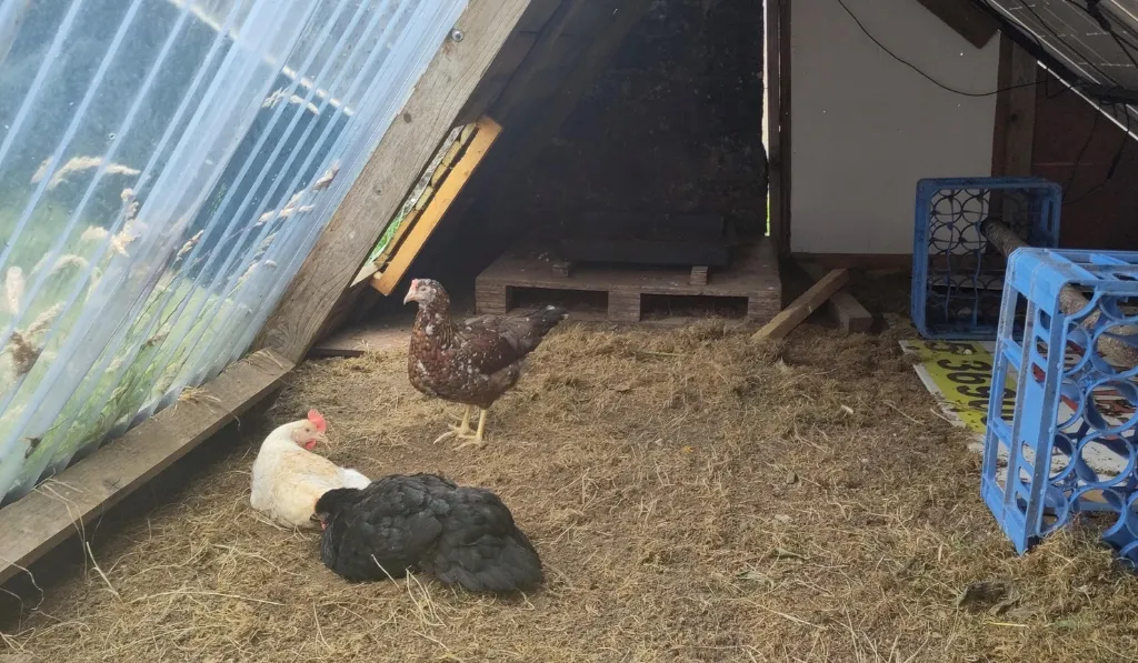 The Solar-Powered Coop