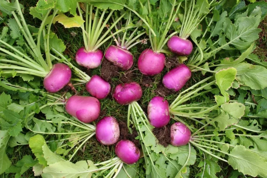 Turnips