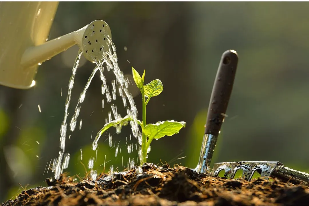 Water Wisely for Organic Garden