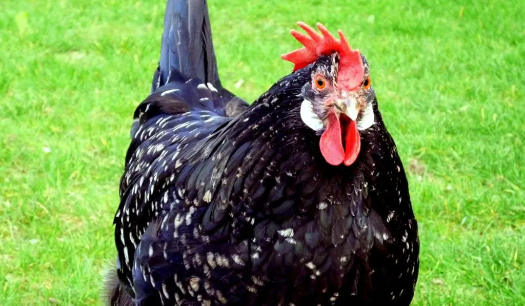 Ancona Chicken