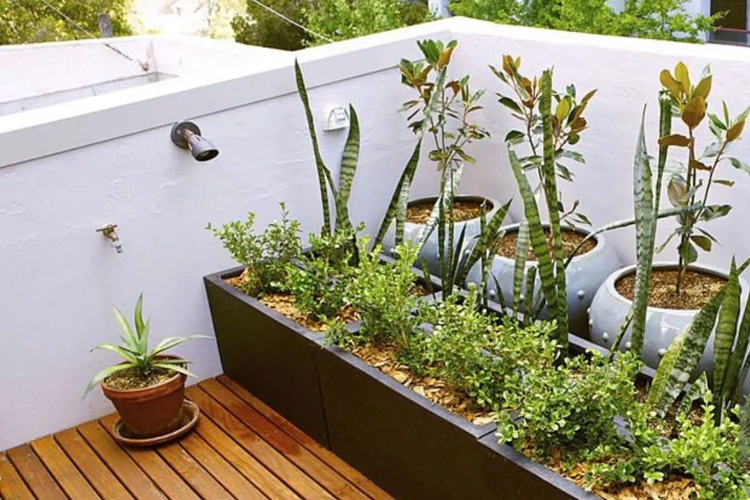 Assessing Your Space Grow Full Vegetables in the City