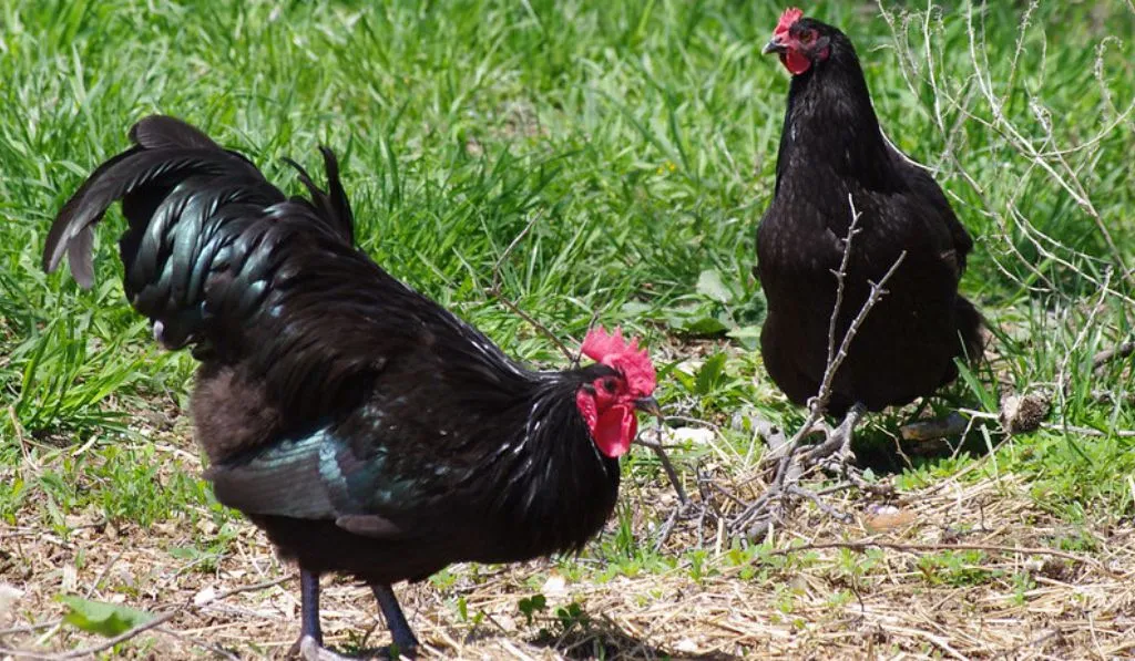 Australorp Chicken