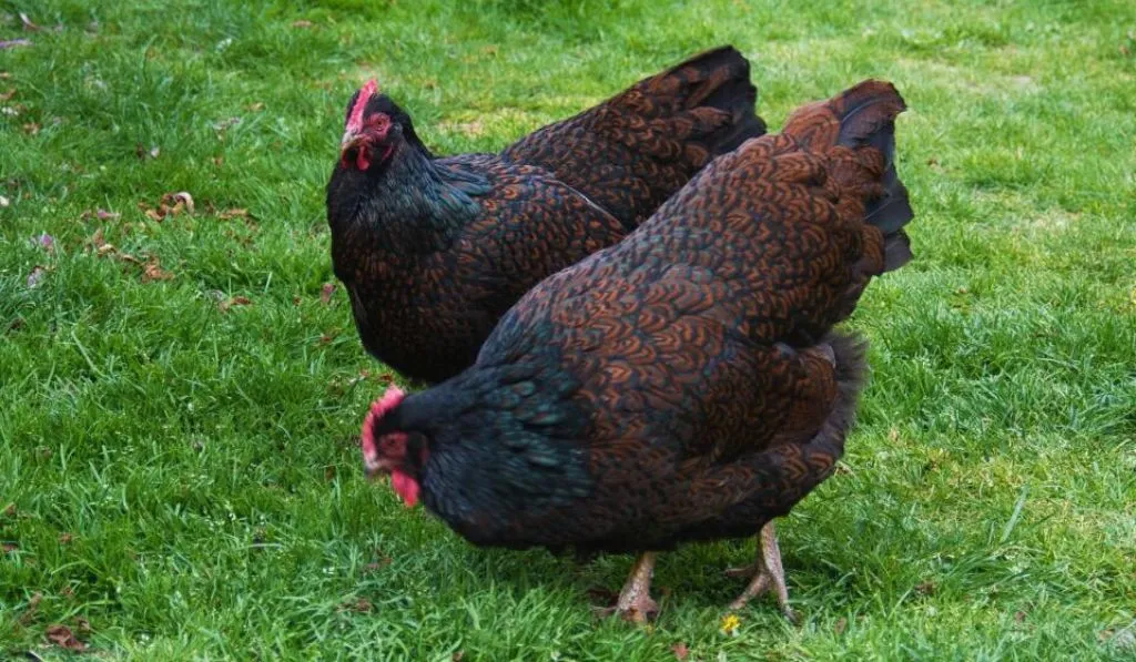 Barnevelder Chicken