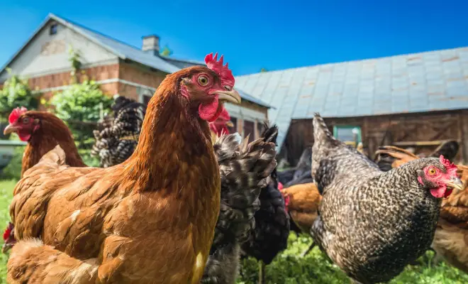 15 Best Chicken Breeds for Beginners (Anyone Can Raise!)