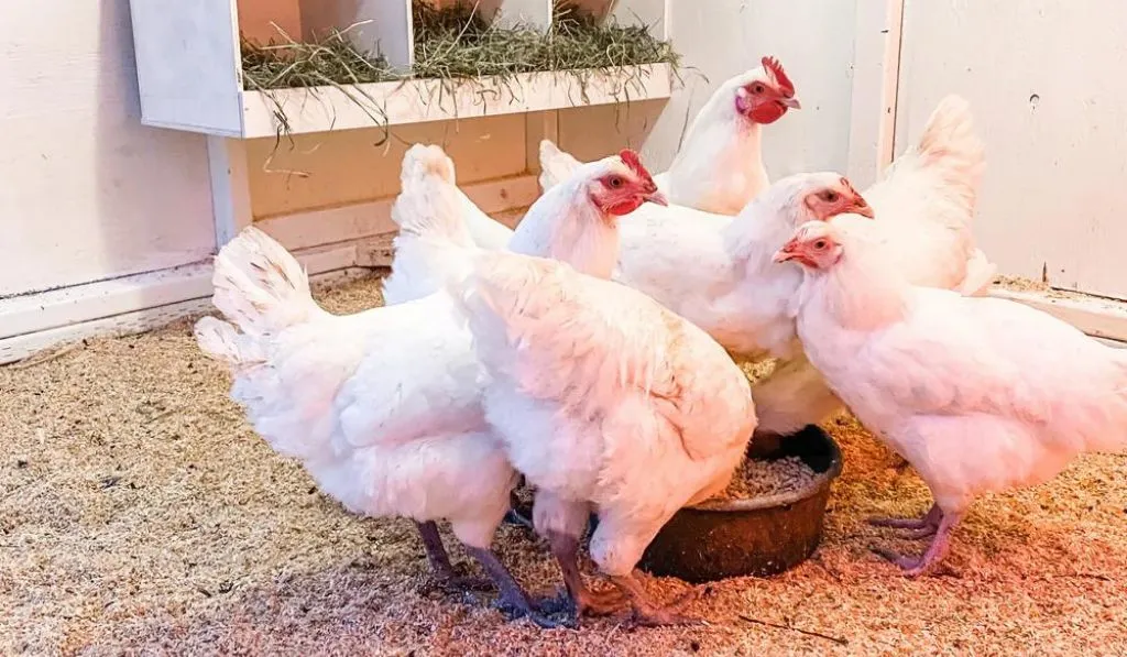 Bresse Chicken