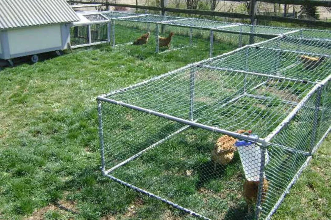 Chicken Tunnels