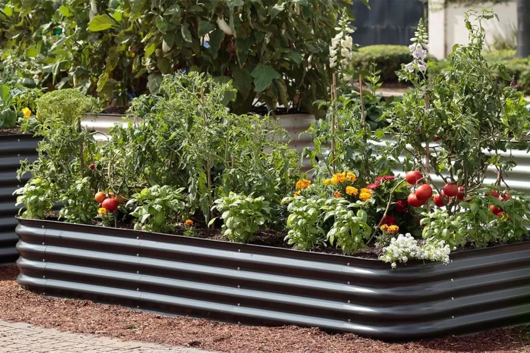 Choosing the Right Containers: Your Plants' New Homes