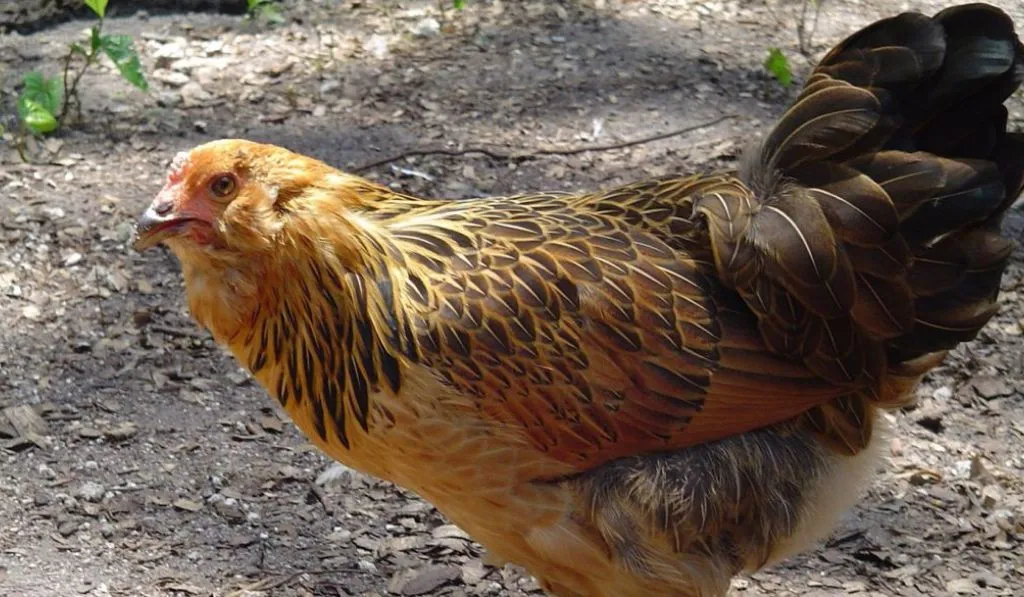 Easter Egger Chicken