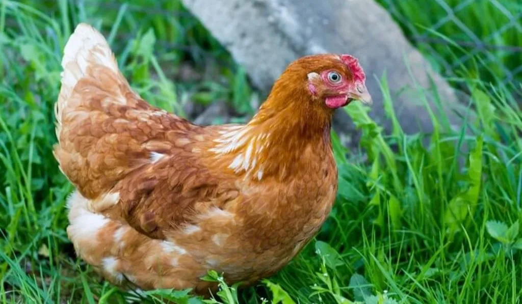 Golden Comet Chicken
