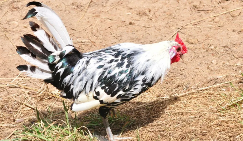Hamburg Chicken