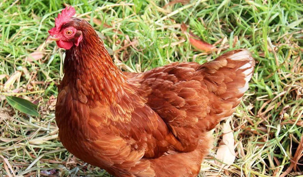 Isa Brown Chicken