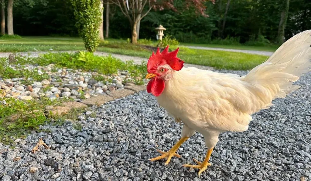 Leghorn Chicken