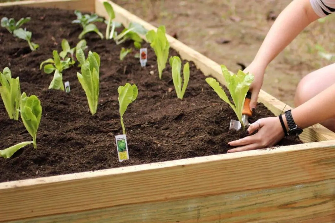 Maintain Your Raised Bed Garden