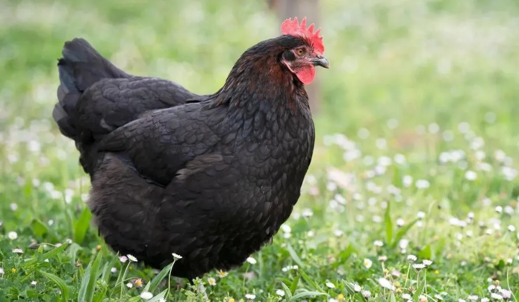Marans Chicken