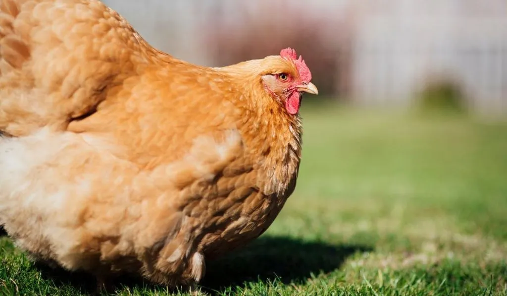 Orpington Chicken