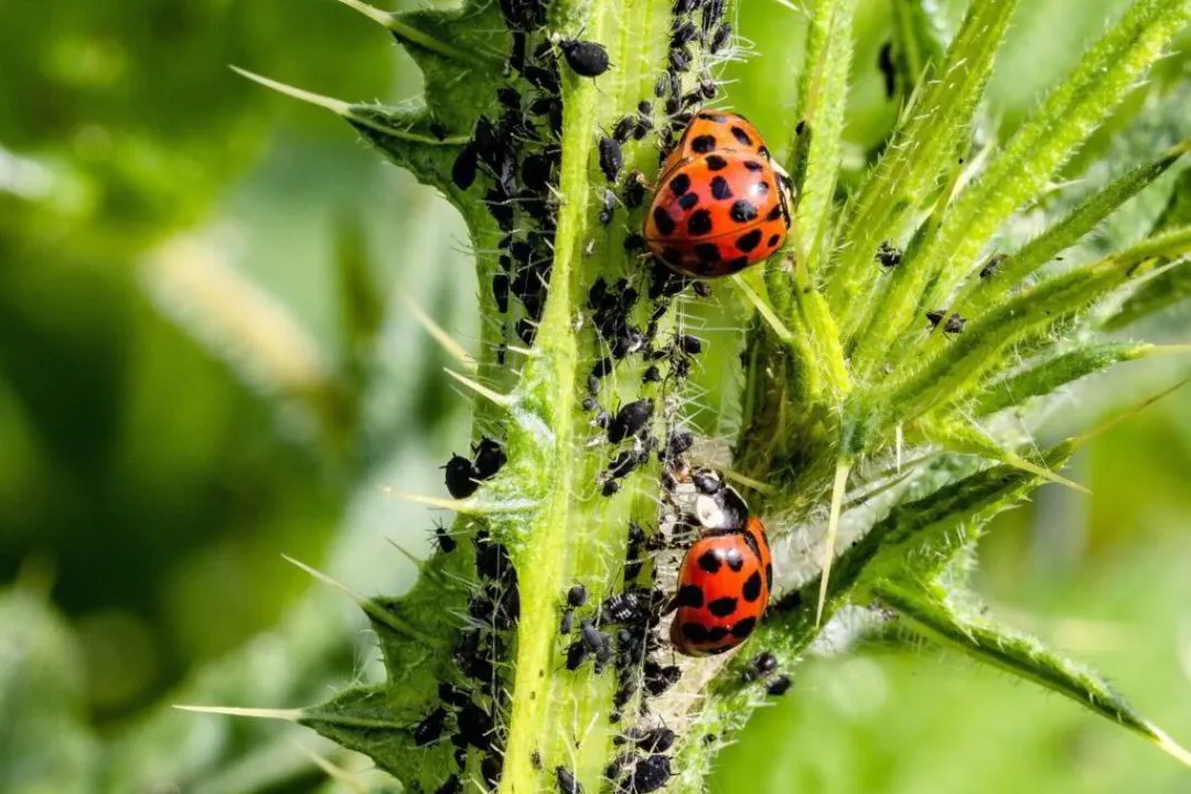 Pest Control in Urban Gardens