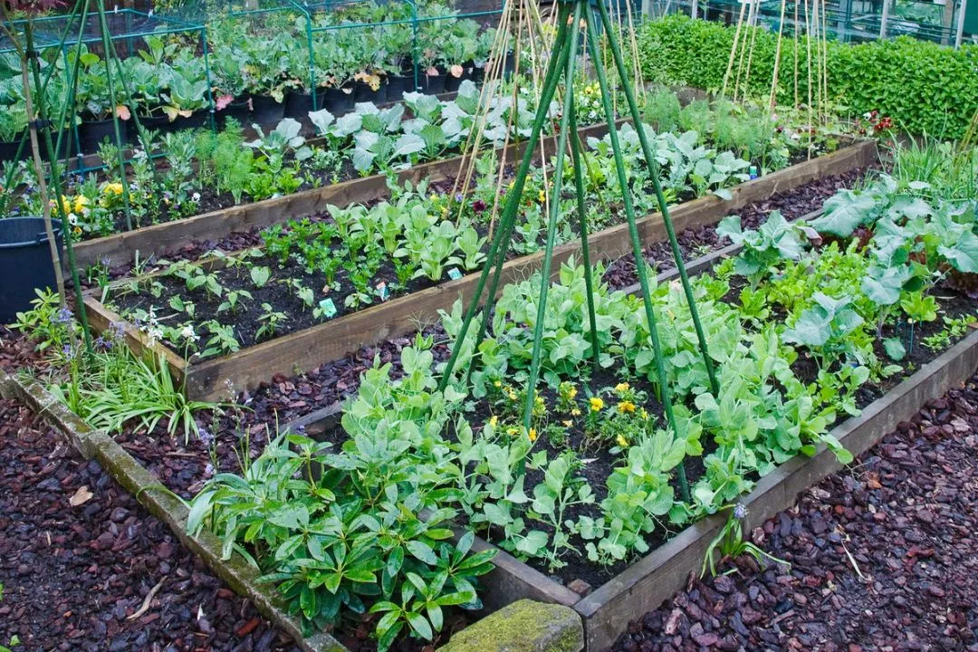 Planting Techniques: Making Every Inch Count