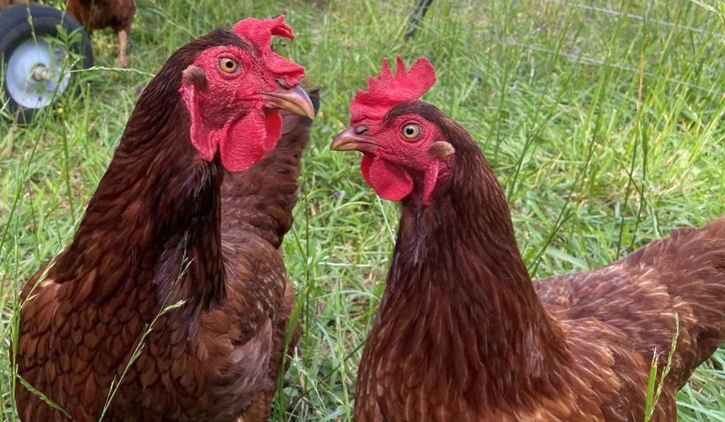 Rhode Island Red Chicken