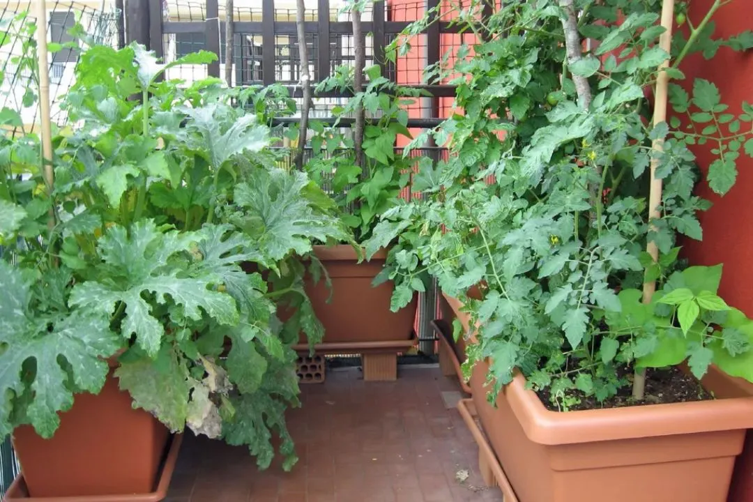 Selecting Vegetables for Urban Gardens
