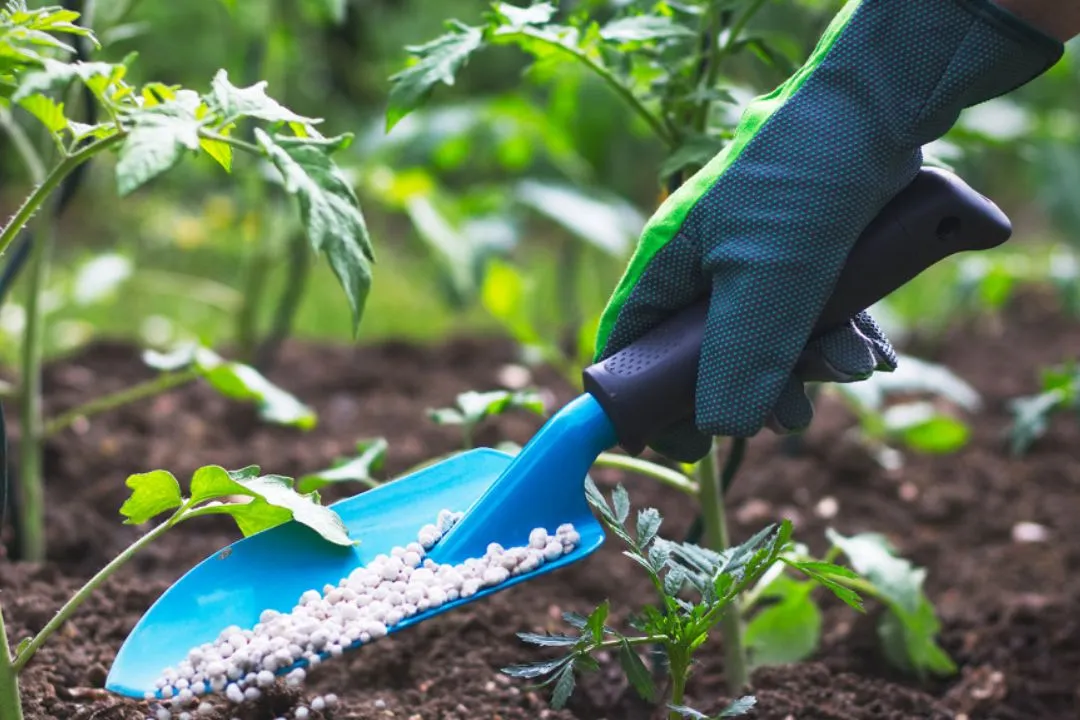 Soil and Fertilizer: The Foundation of Your Garden