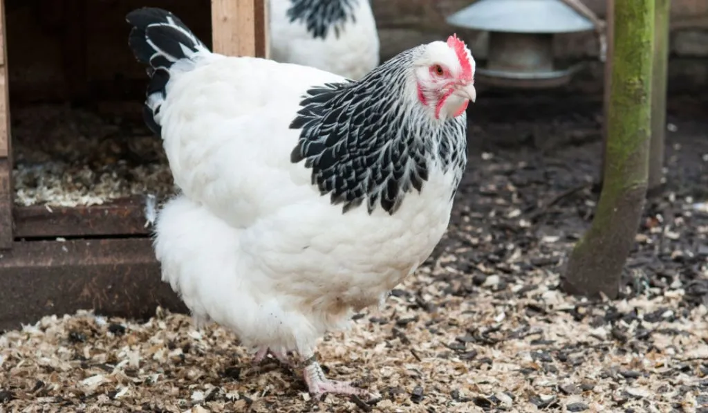 Sussex Chicken