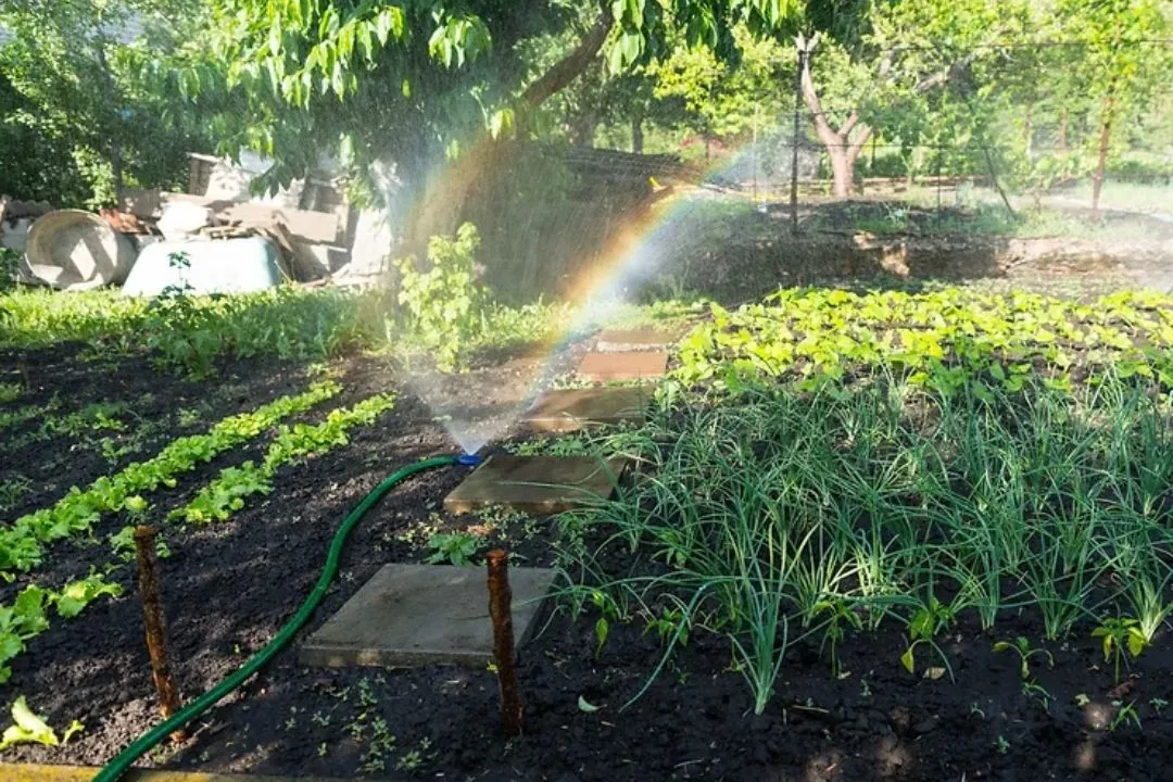 Watering and Irrigation: Keeping Your Urban Oasis Hydrated
