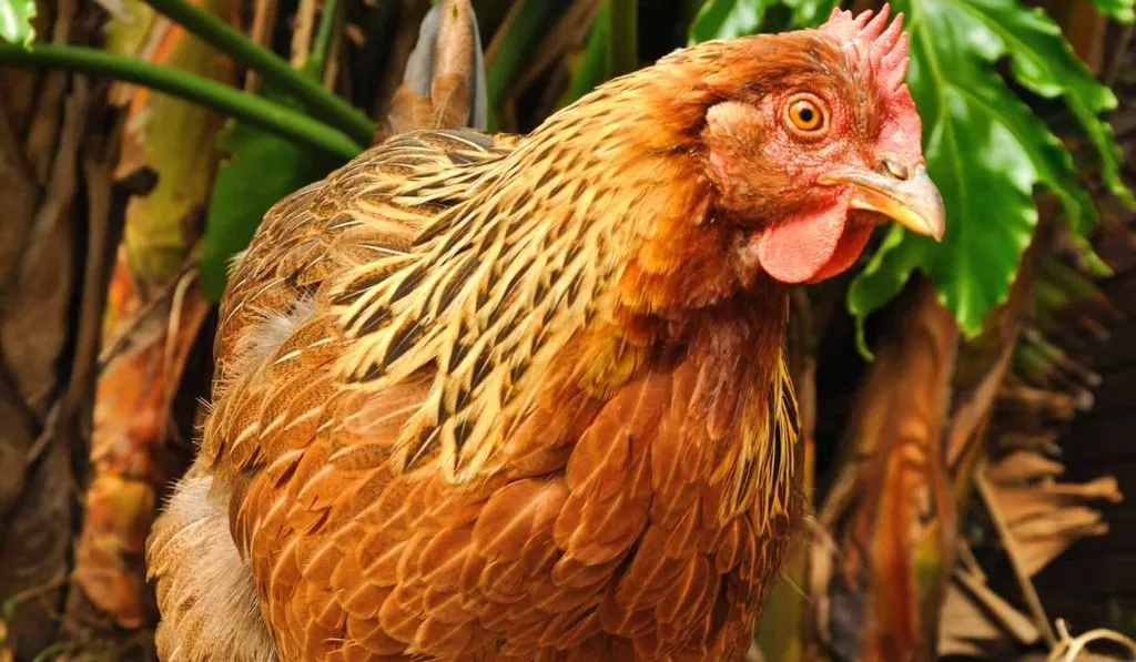 Welsummer Chicken