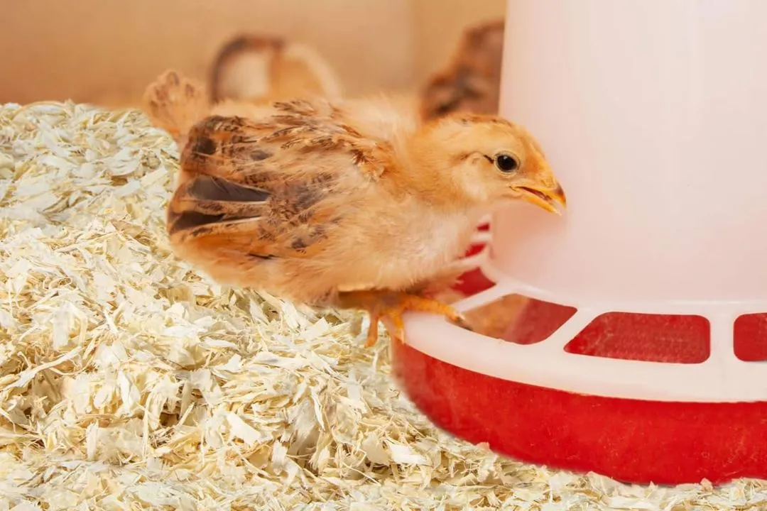 Aspen Shavings Bedding for chickens