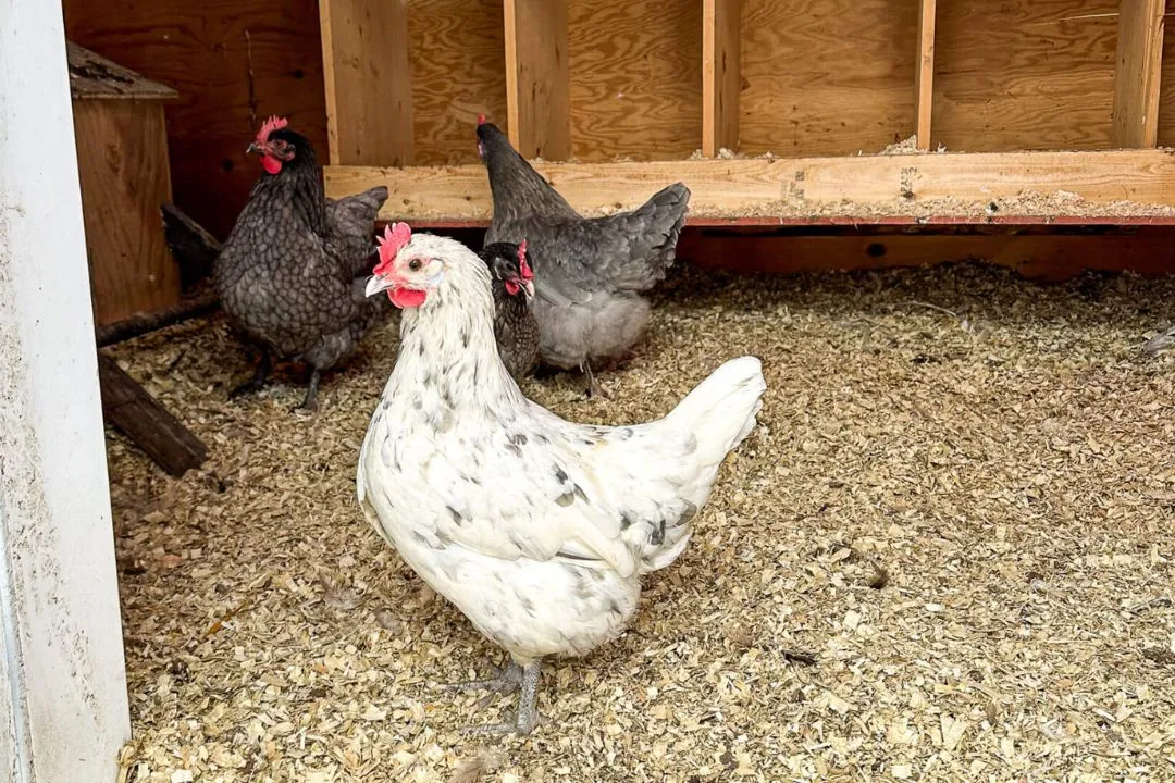 Aspen Shavings for chickens coop