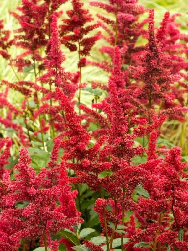 Astilbe – A Feathery Bloomer