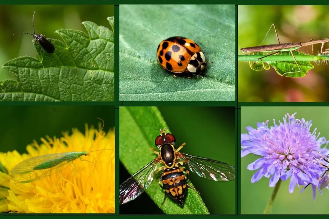 Beneficial Insects