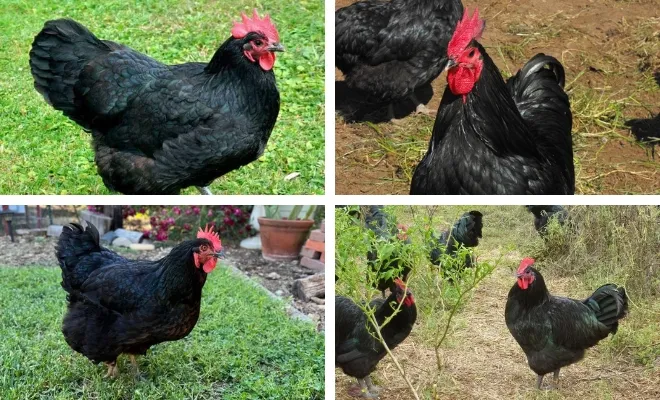 Australorp Chicken Breed with Pictures: The Ultimate 7 Guide