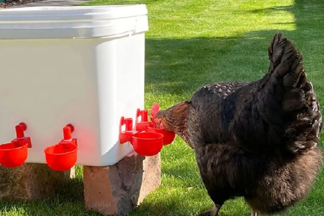 Automatic Poultry Cup Waterer