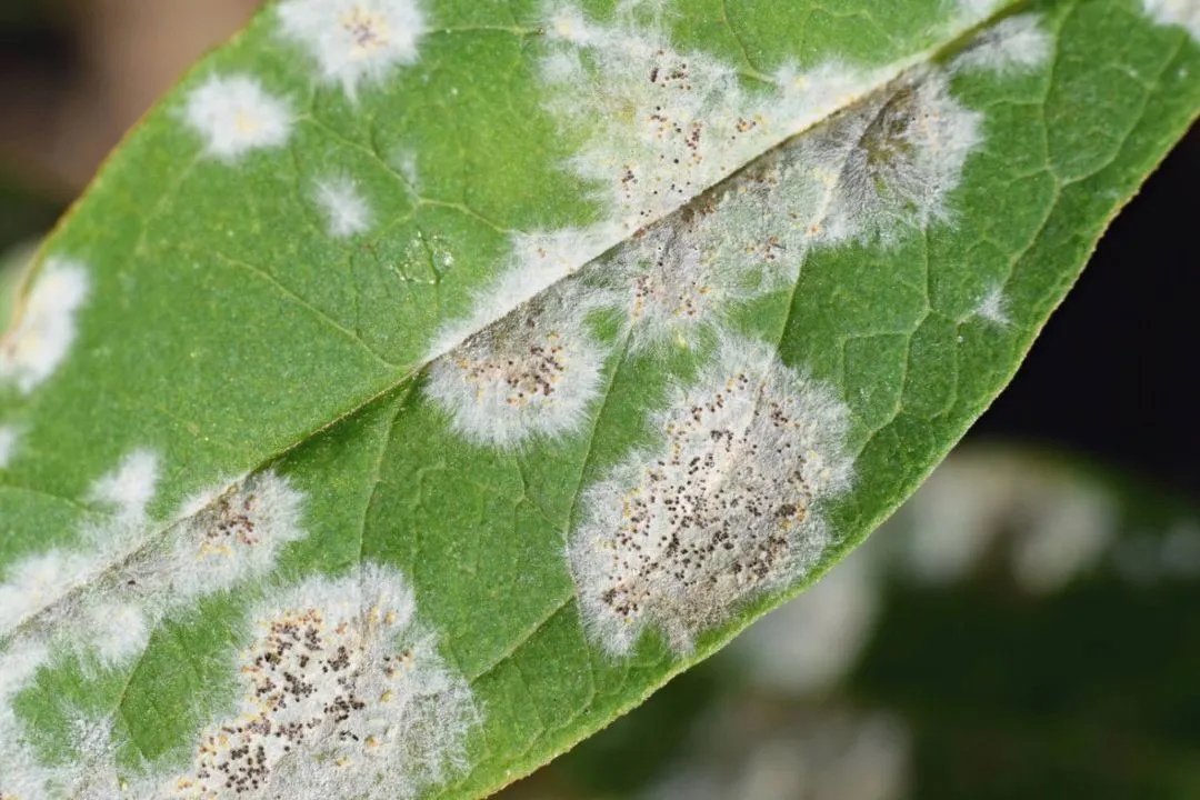 Black or White Spots on Leaves