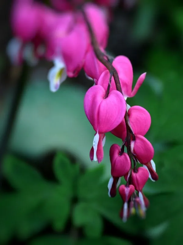 Bleeding Heart – Lovely Heart-Shaped Blooms