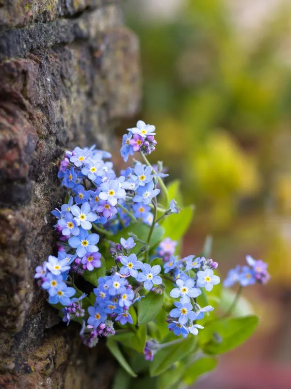 Brunnera – The Shimmering Shade-Lover