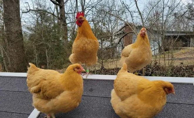 Buff Orpington Chicken with Pictures: The Golden Beauty of Backyard