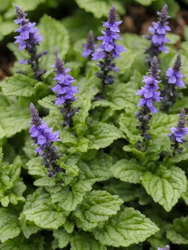 Bugleweed (Ajuga) – A Fast-Growing Ground Cover
