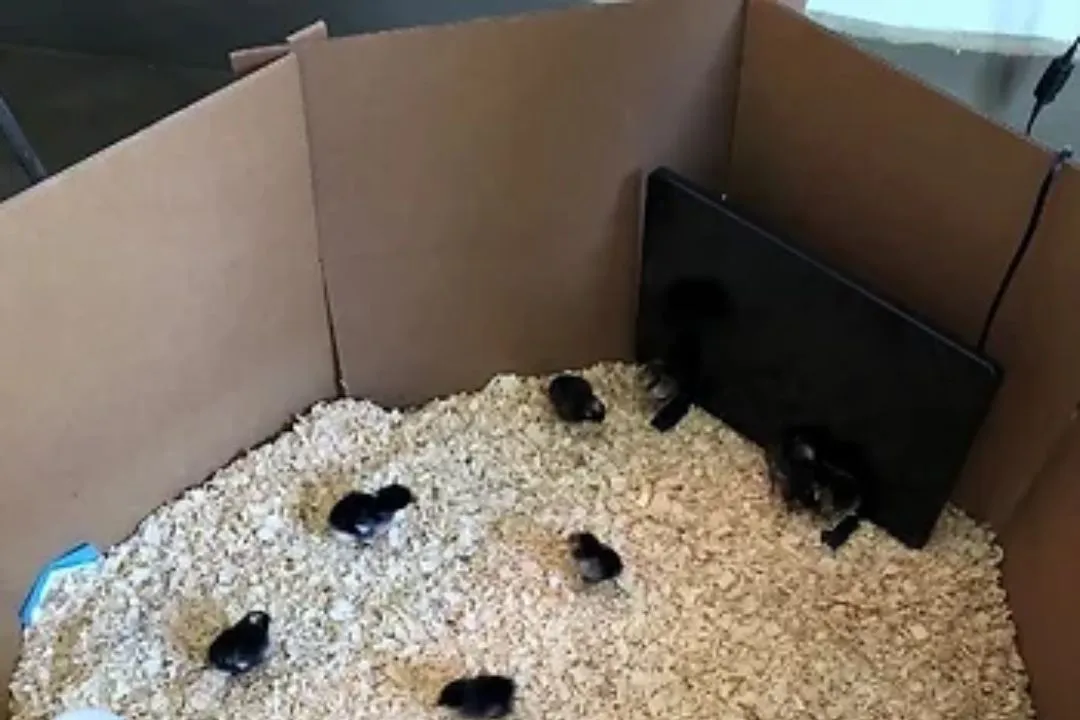 Cardboard Box Brooder