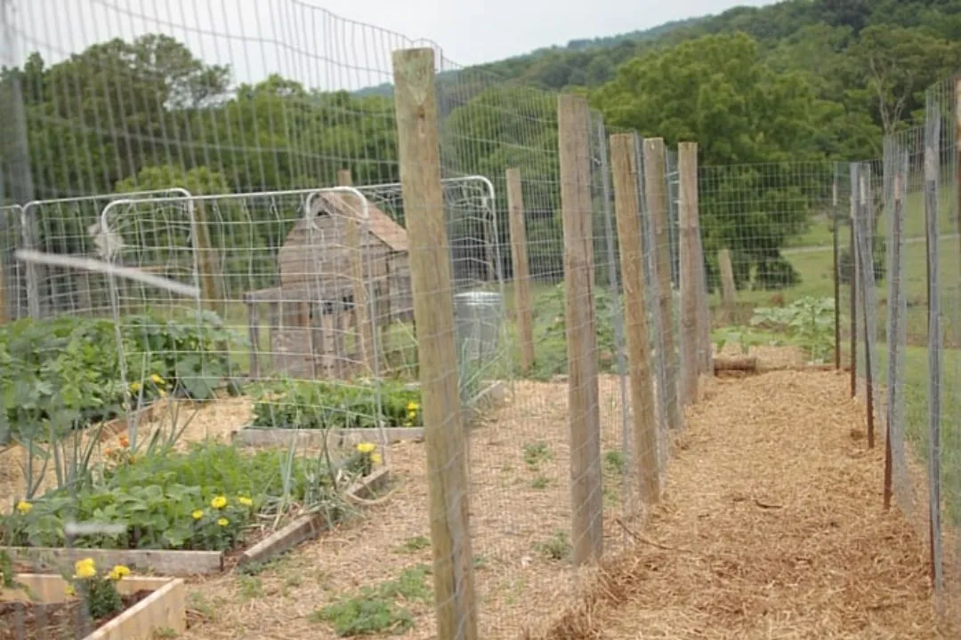 Chicken Garden Run