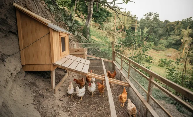 15 Best Chicken Run Ideas to Keep Your Chickens Happy