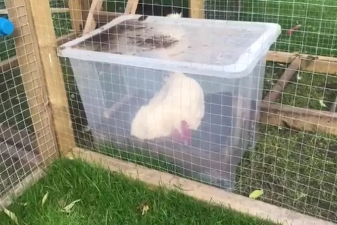 Chicken Run with Dust Bath Area