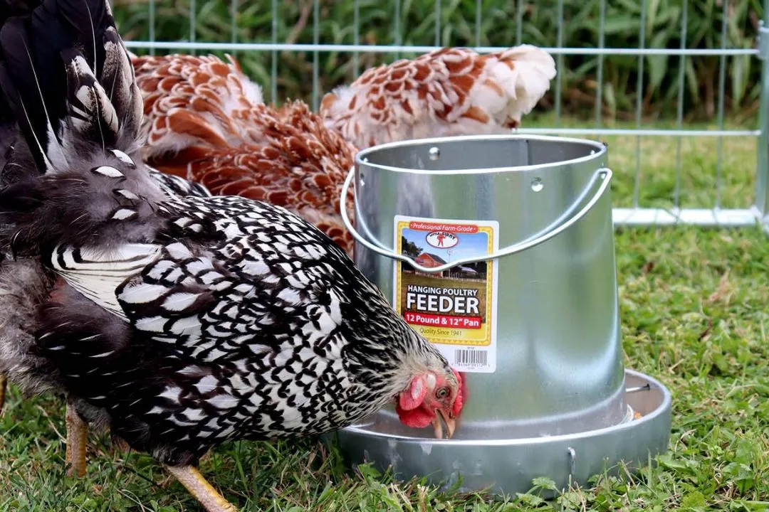 Chicken Swing Waterer