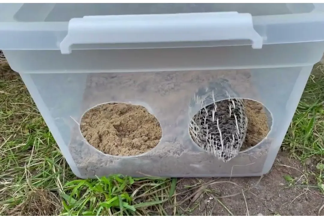 Making a Dust Bath for Quail