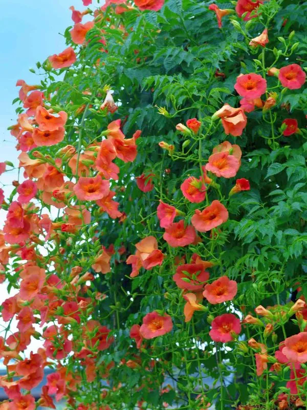 Climbing Plants for Backyard