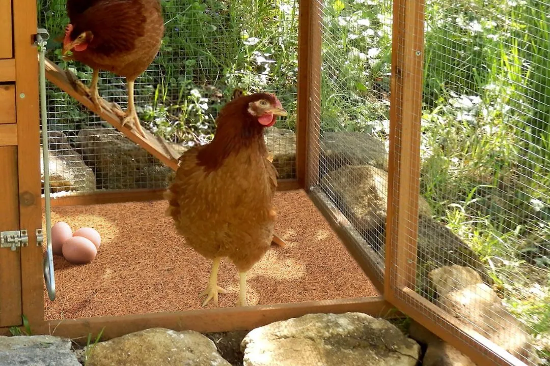 Coconut Coir Bedding for chickens