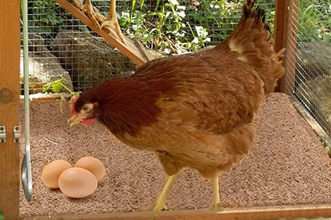 Coconut Coir for chickens coop